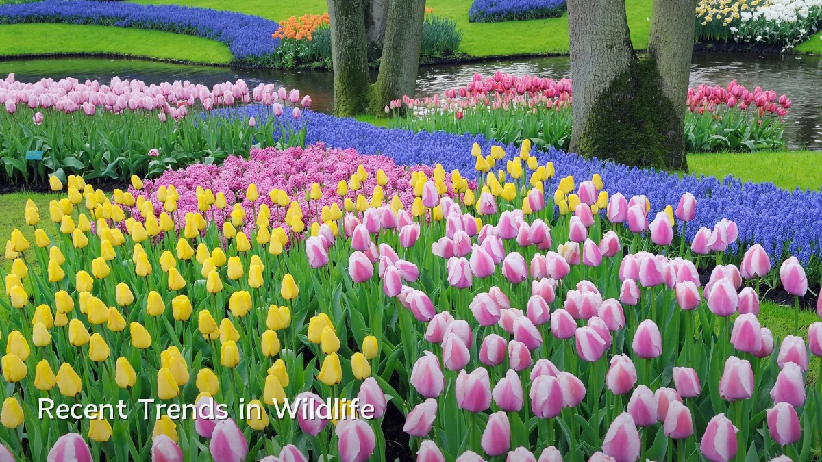 Recent Trends in Wildlife