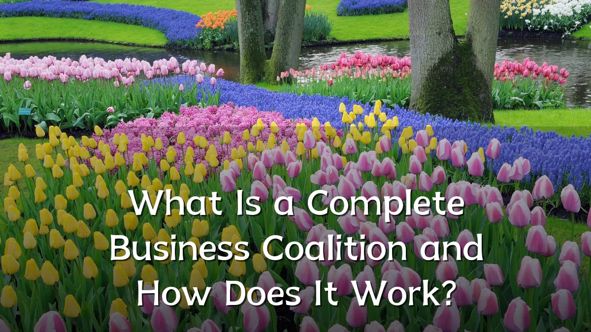 What Is a Complete Business Coalition and How Does It Work?